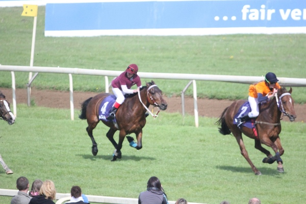 Bult VGH2011   131.jpg